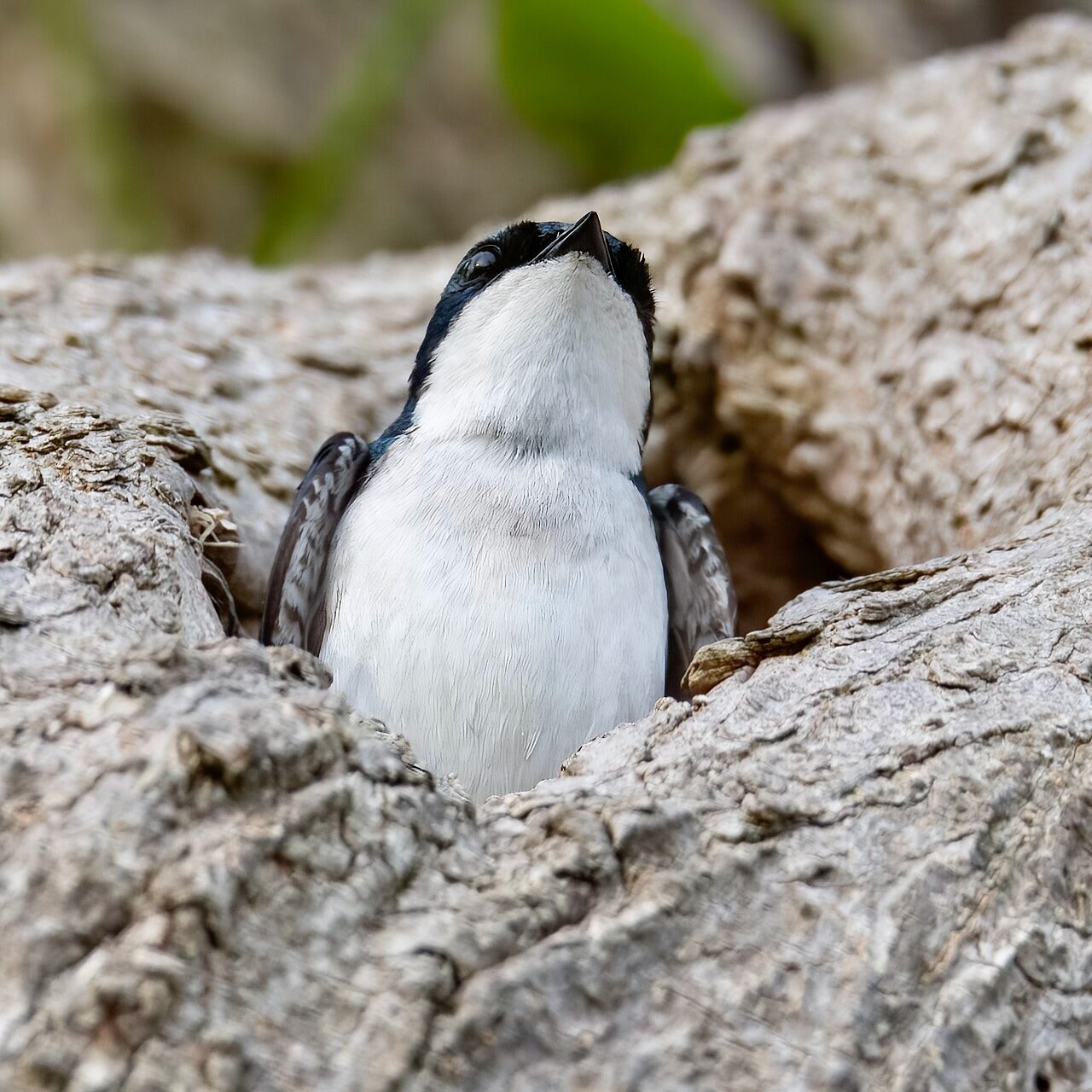 Tree swallow magee marsh 5.12.23 by lwolfartist is licnsed under CC BY 2.0.